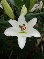 [5388 Tourega VZ No02.JPG]